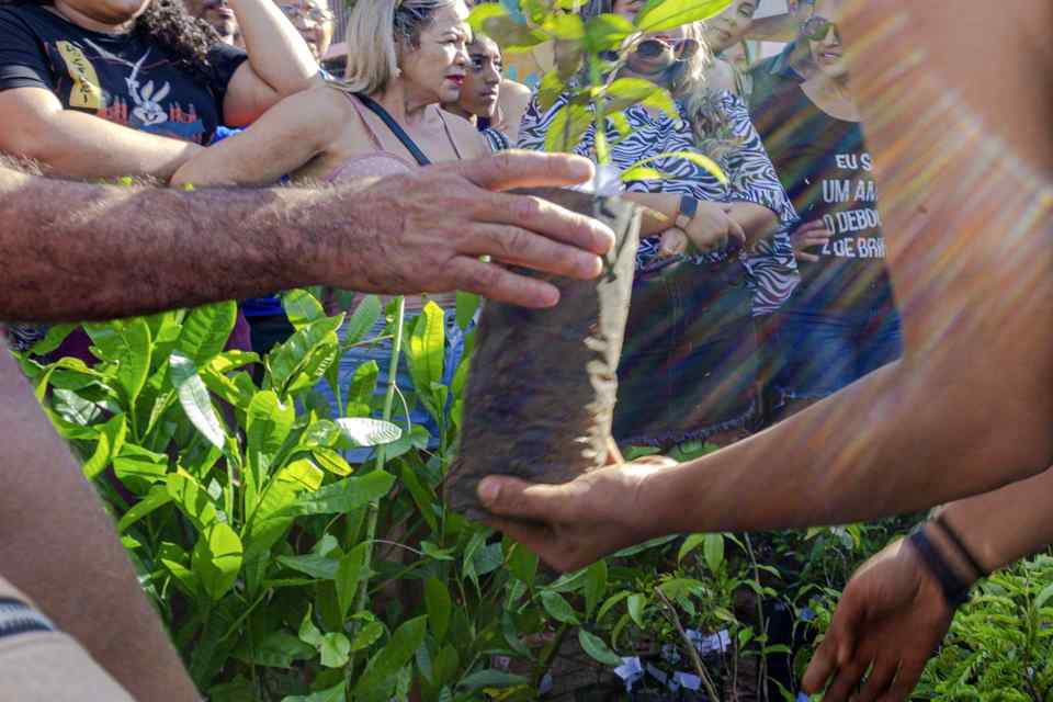 Sema realiza distribuição de mudas nesta sexta-feira (2) a partir das 17h, no Espaço Alternativo 