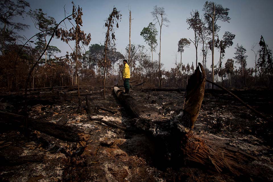 Desmatamento cai pela metade na Amazônia e sobe 43% no Cerrado em 2023