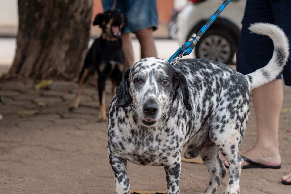 Mais de 33 mil cães e gatos são vacinados contra a raiva durante o Dia D em Porto Velho