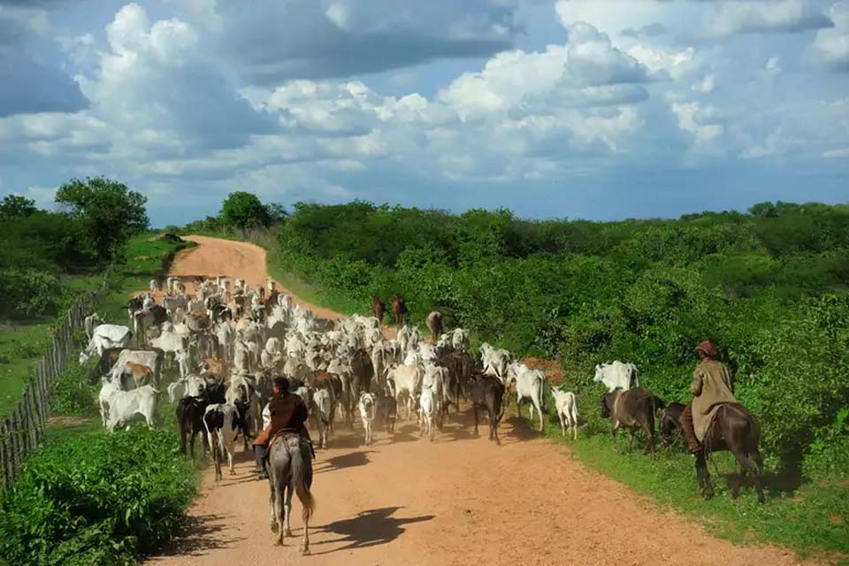 Invasão em parque estadual de Rondônia ligada a crimes de corrupção e lavagem de dinheiro