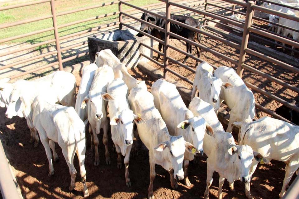 ASSDACO muda tática e realiza venda direta de gado ao invés do 8º Leilo Show Solidário