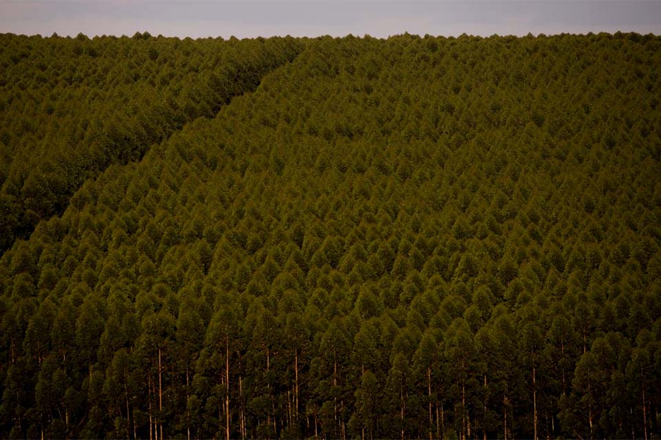 Florestas plantadas no Brasil somam 9,3 milhões de hectares em 2020