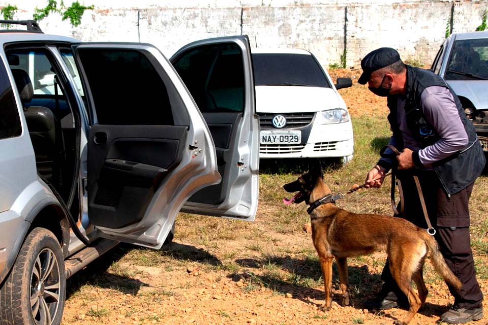 Segurança Pública de Rondônia investe em cães farejadores para combater o tráfico de drogas