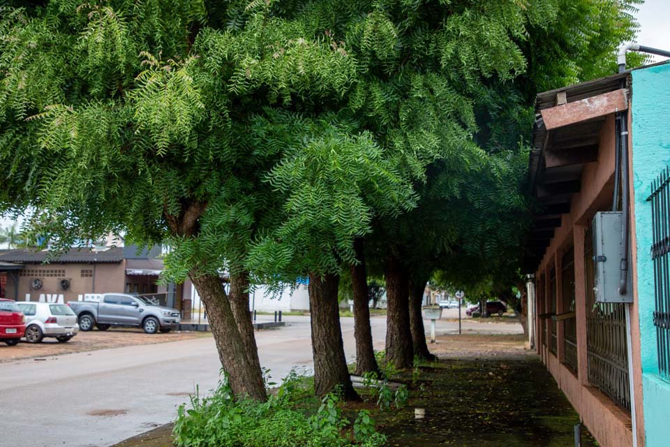 População é orientada para forma correta de plantio de árvores em Porto Velho