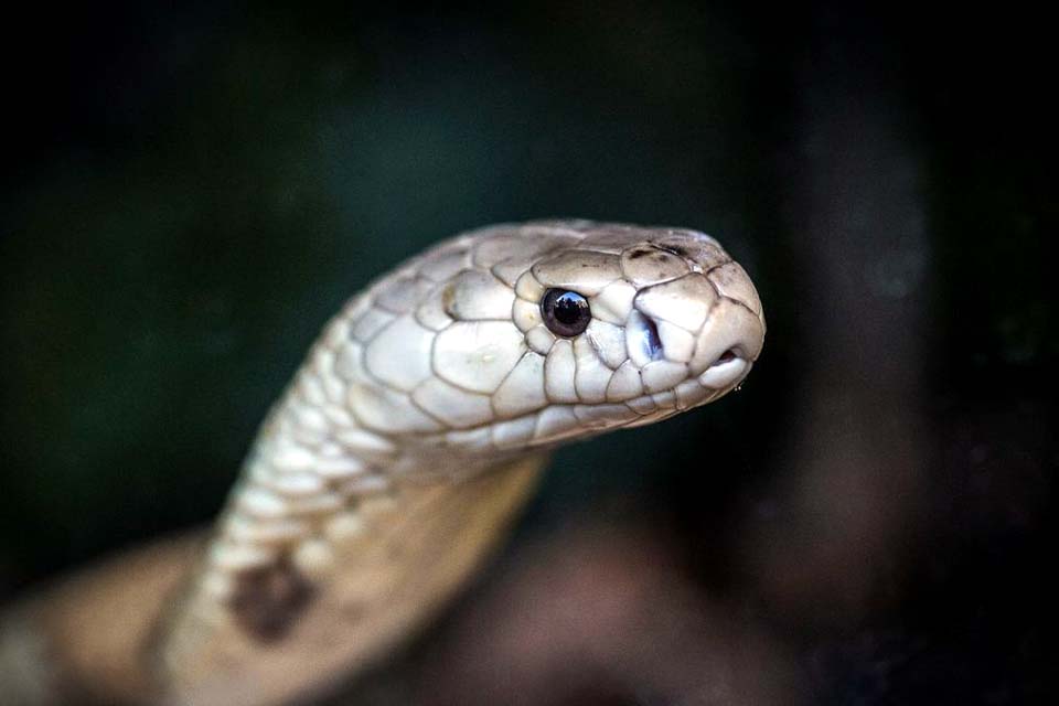 Polícia Civil do DF prende estudante picado por cobra naja