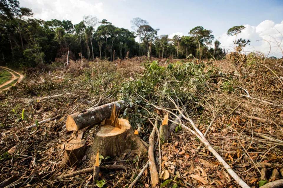 Greenpeace aponta explosão de desmatamento e grilagem em áreas de Rondônia, Acre e Amazonas; confira